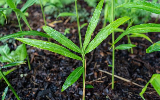 small sprouts of lemongrass popping up through the soil